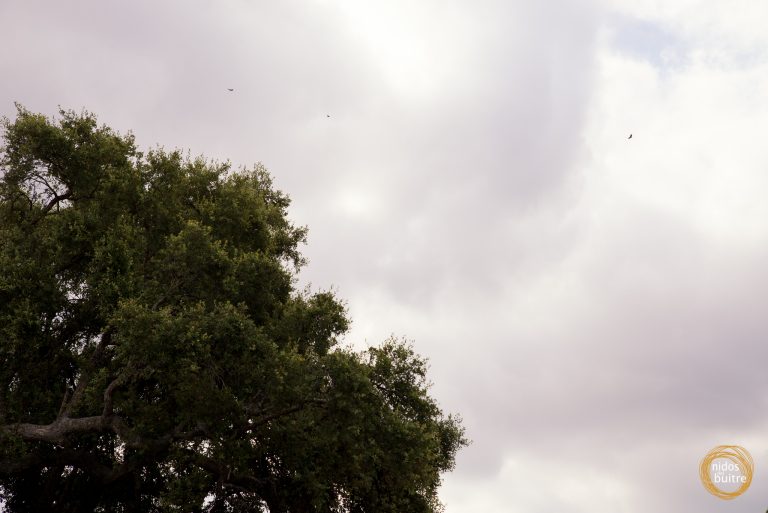 NidosDelBuitre-1010